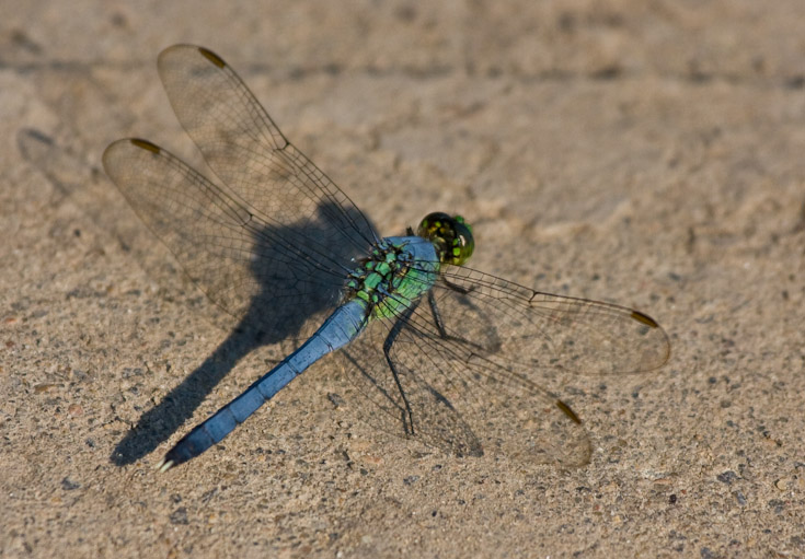 dragonfly colors