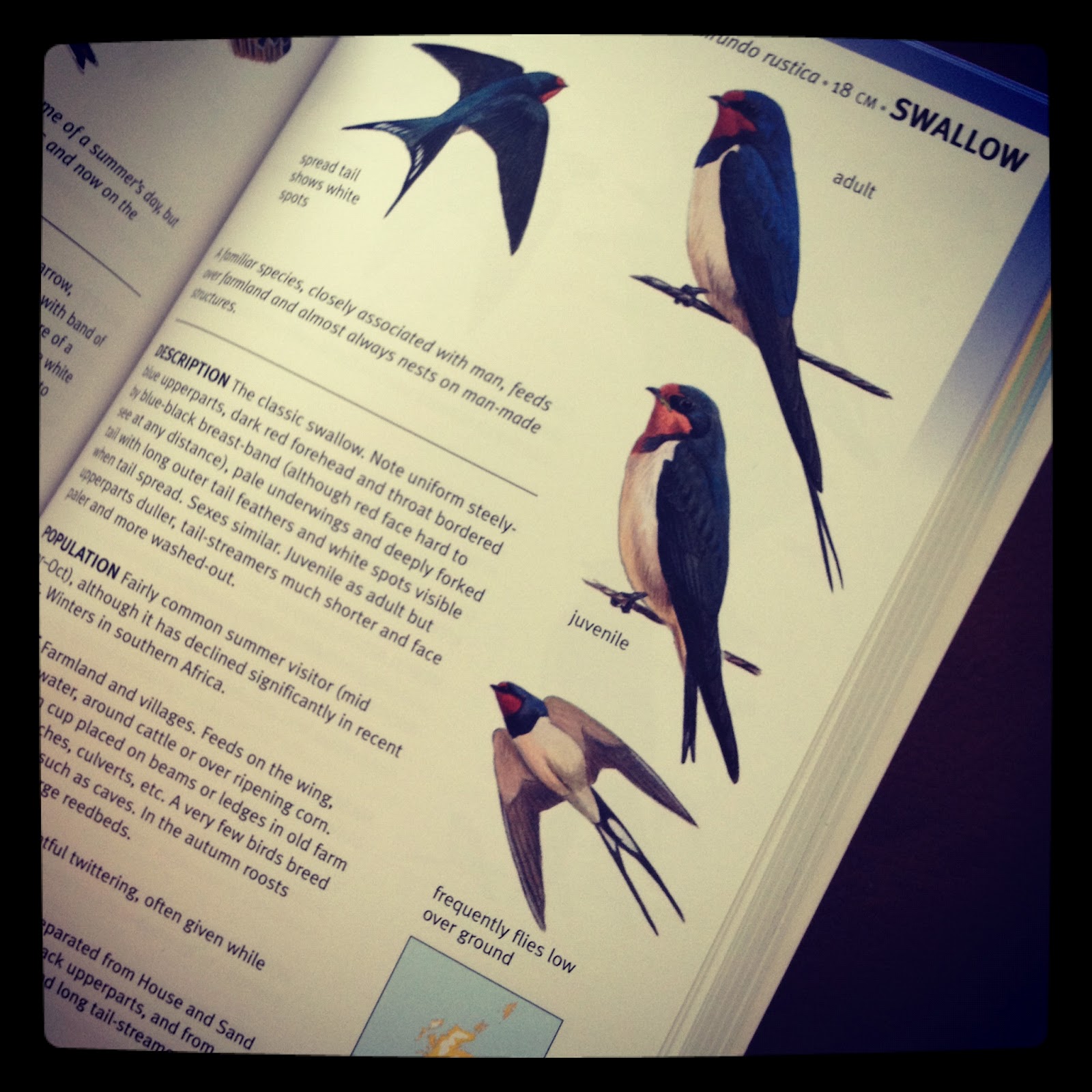 british bird guide book