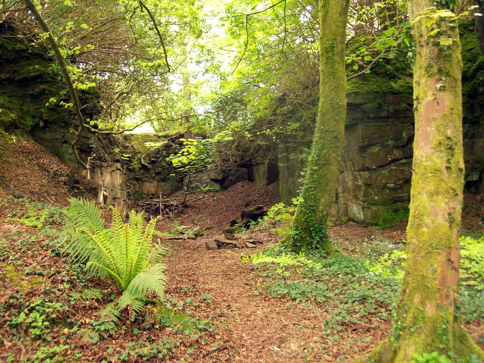 Random Daily Walks: Penllegaer Woods