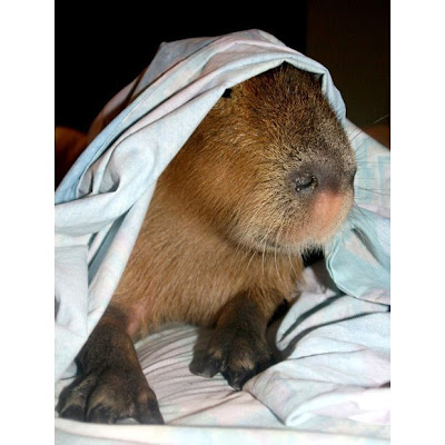 Caplin Rous, World's Most Famous Capybara Seen On www.coolpicturegallery.us