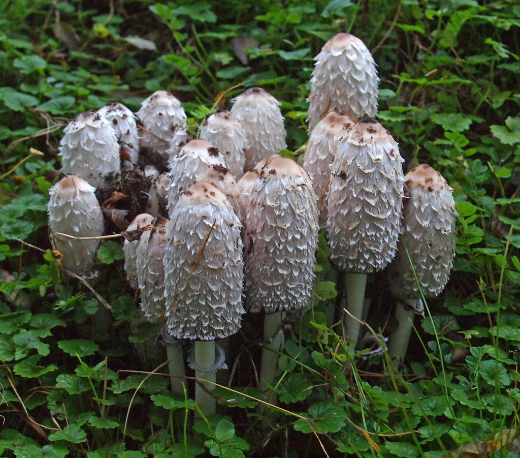 Real Monstrosities Shaggy Mane