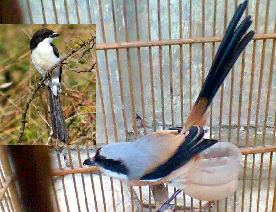 Cendet Jatim Jenis Jenis Burung Pentet Lokal Atau Madura