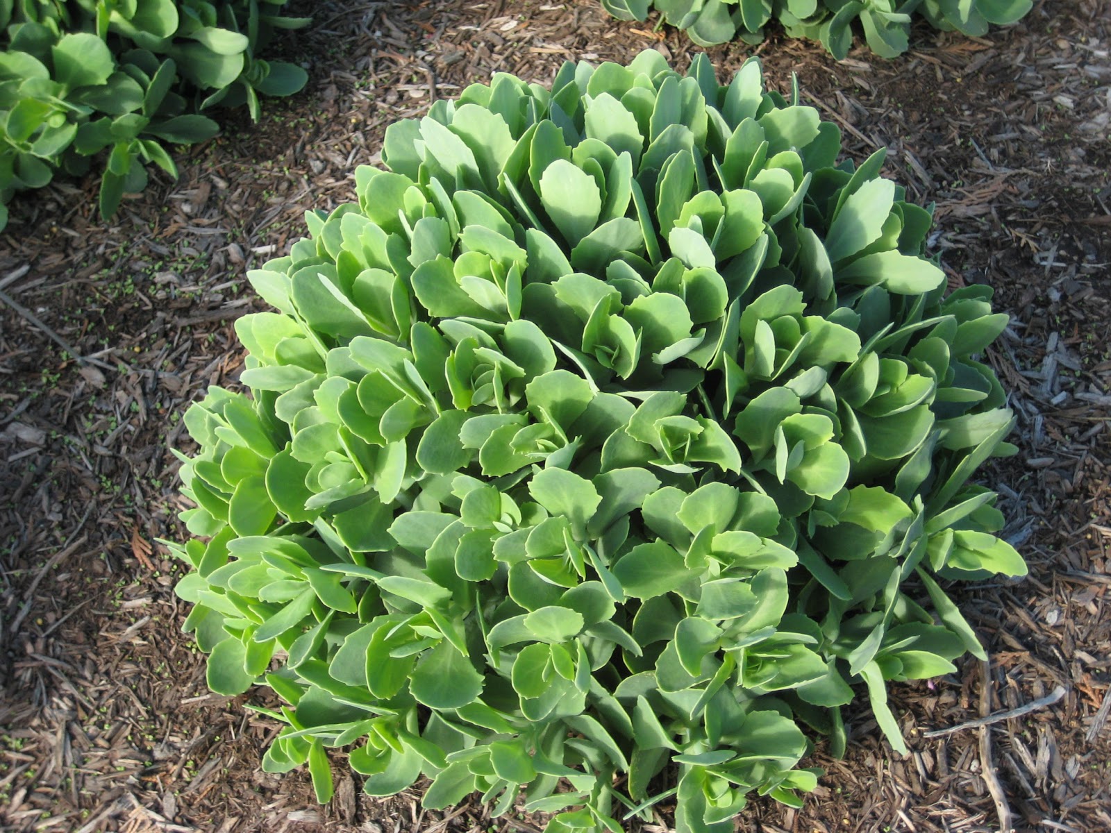 Autumn Lights Picture Autumn Joy Plant