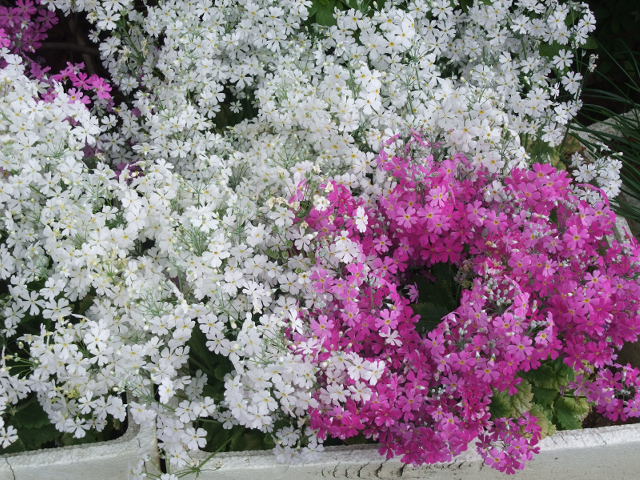 徒然草 花街道 春の花木 ピンクとシロ花の シバサクラ