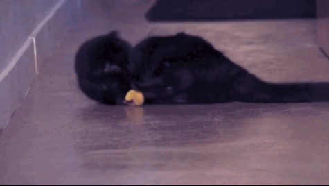 Funny cats - part 105 (40 pics + 10 gifs), cat gifs, cute cats, gifs of cats