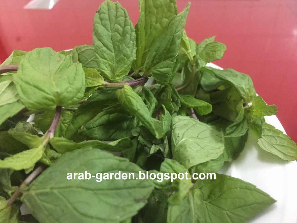 arabgarden