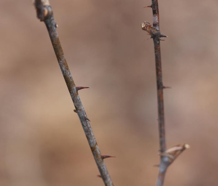 Field Biology in Southeastern Ohio A Thorny Situation