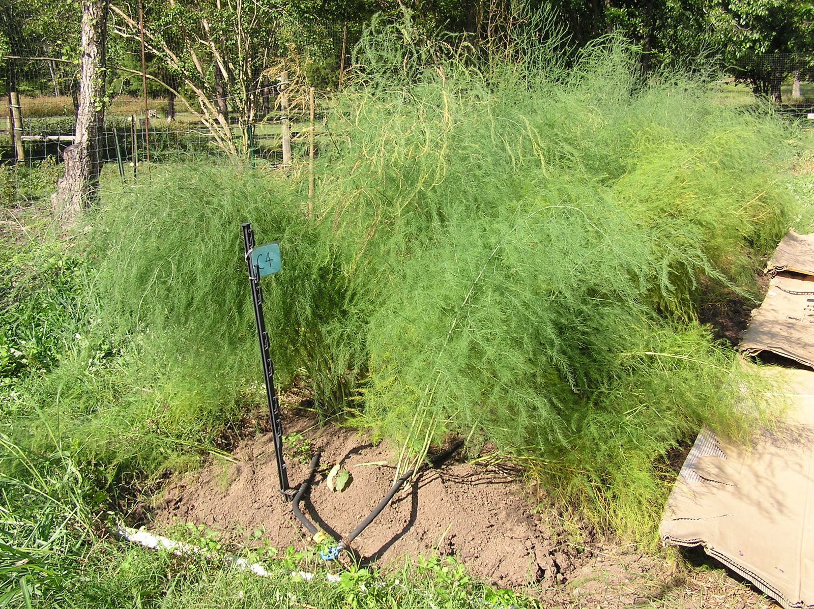 Emerson Farm Asparagus and Parsley Looking Good