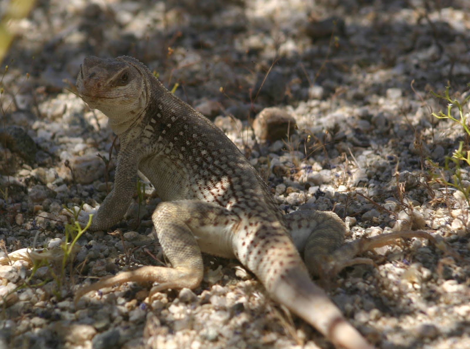 Cannundrums Desert Iguana
