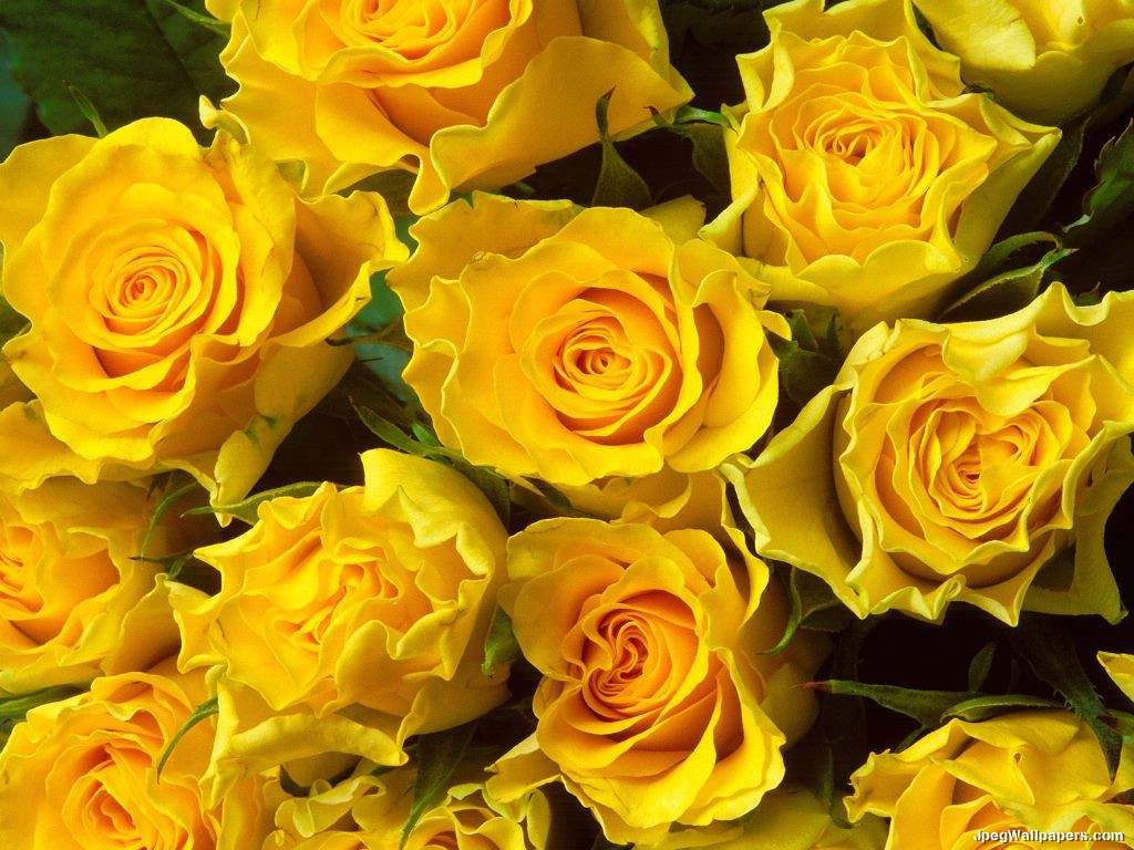 Yello Rose Wallpaper
