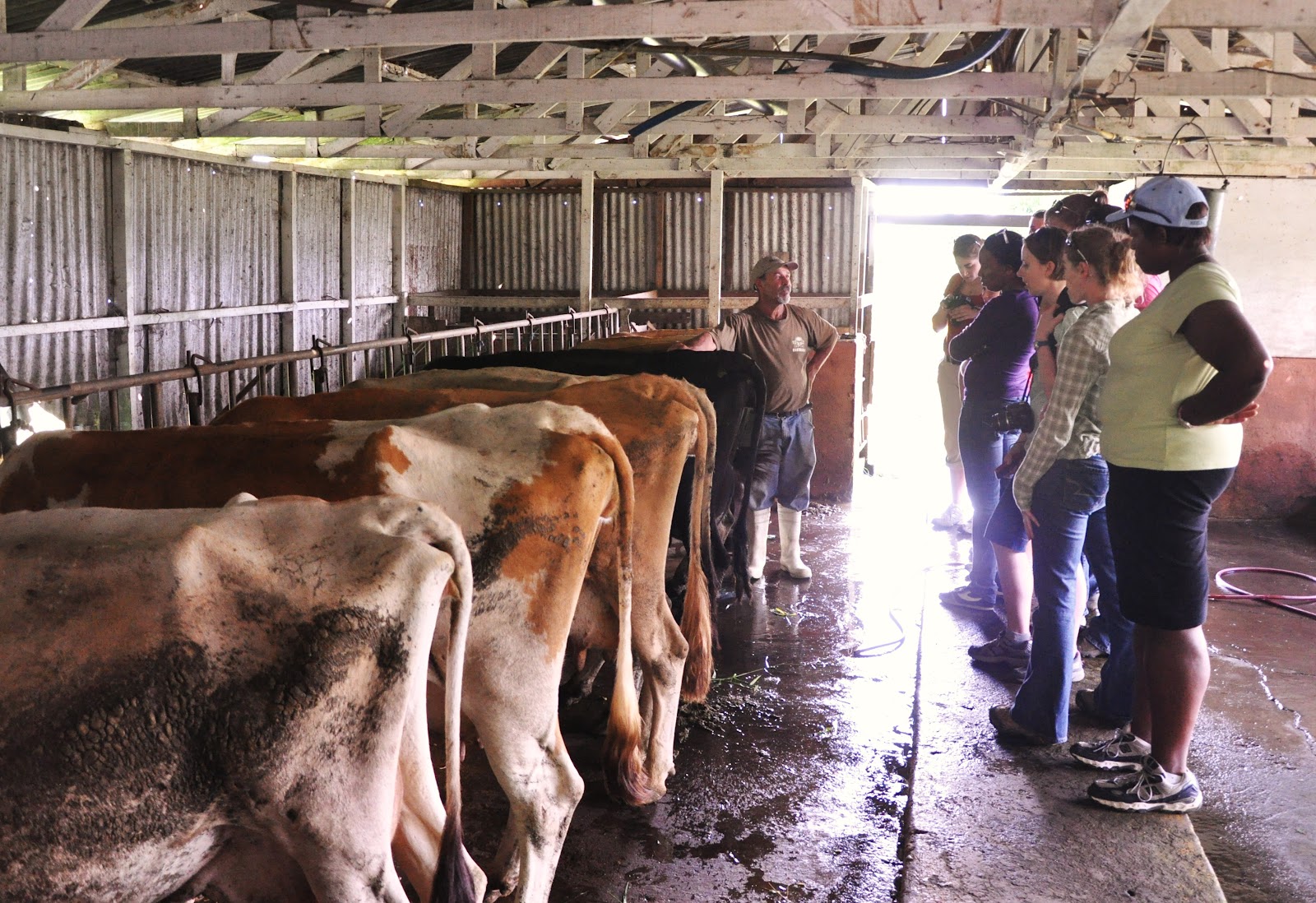 SmallScale Dairy Farm and Cheese Making Derek Spanish Field Studies
