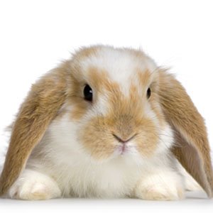bunny rabbit cr bunny rabbit cr