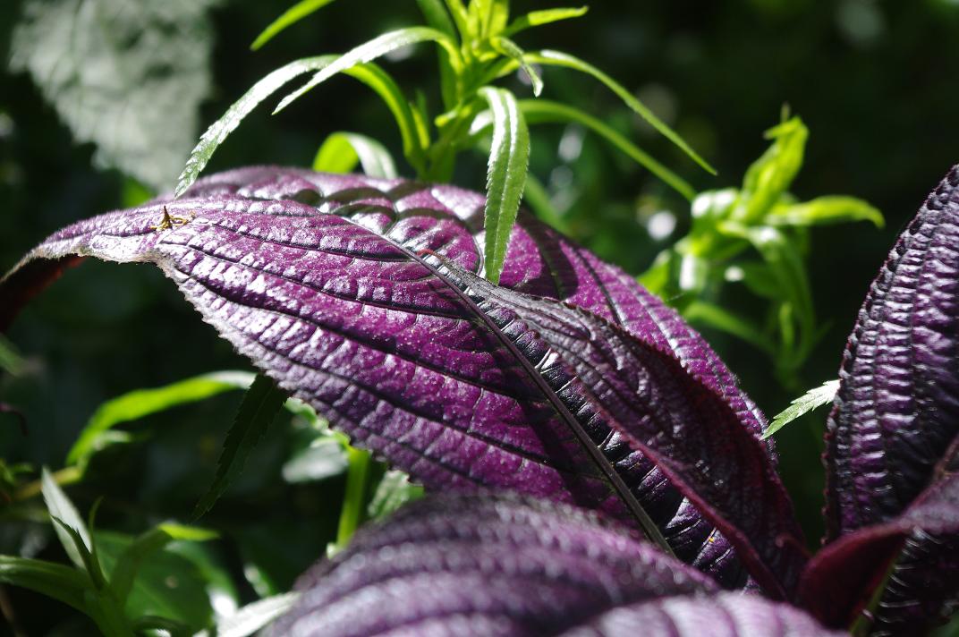 Le jardin des couronnes Le violet au jardin