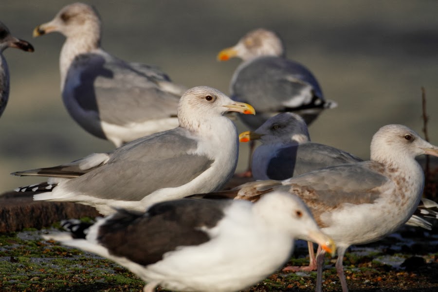 GullDK European Herring Gull with an unusual dark eye on both sides