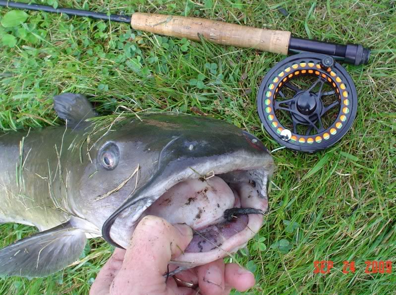 FishnDave FlyFishing for Catfish