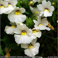 Nemesia  'Angelart Almond Improved' - Nemezja 'Angelart Almond Improved' 