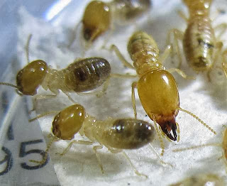 Workers and soldier of Odontotermes sp