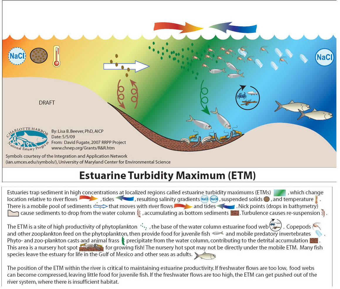 Muhandisah Mukhlisah ESTUARINE TURBIDITY MAXIMUM