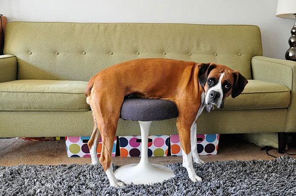 Foto divertenti di animali nel mondo YouTube - Foto Di Cani E Gatti Divertenti