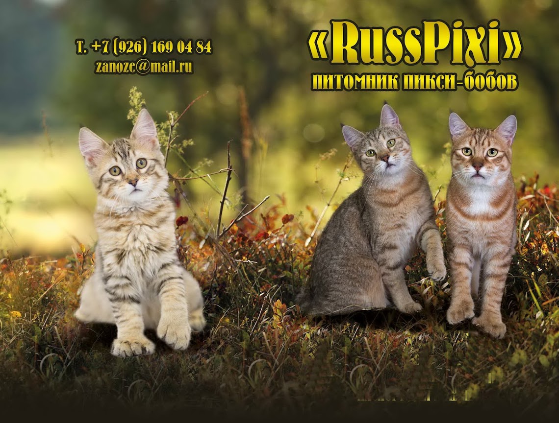 Пиксибоб котята из питомника Russpixi