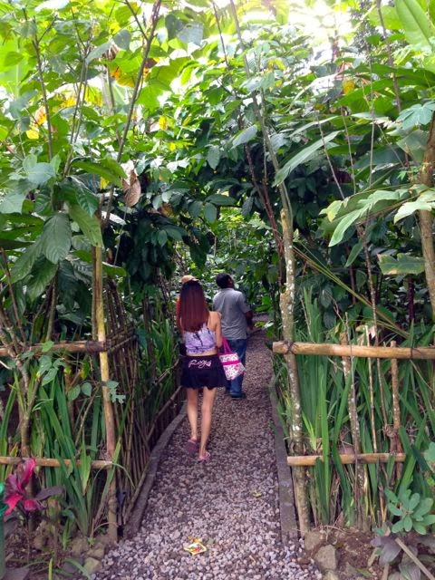 Somewhere On The Volcano Hill There Was A Coffee Farm That Produces Luwak Excited To Check Out Process Of Making And At Same Time Somewhere On The Volcano Hill There Was A Coffee Farm That Produces Luwak Excited To Check Out Process Of Making And At Same Time