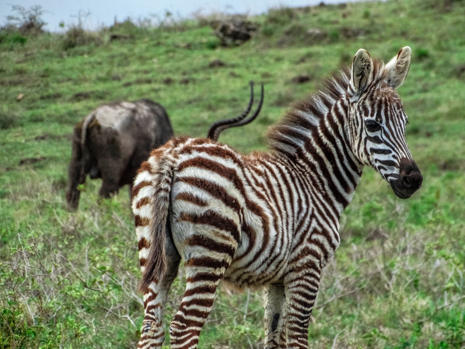 Cannundrums Grant's Zebra