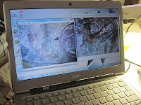 Fossil