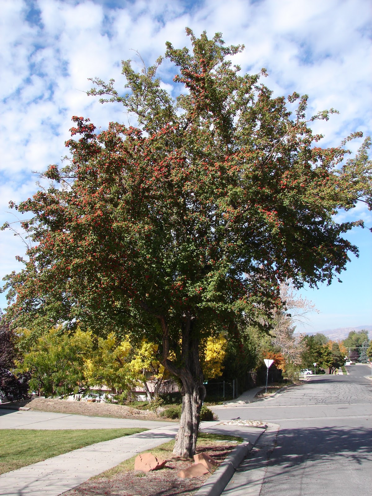 New Utah Gardener: Hawthorn - Small Waterwise Tree For Utah Landscapes