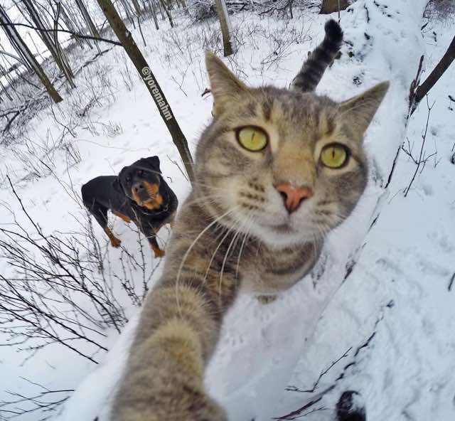 Foto-Foto Kucing Yang Gemar Selfie | Kucing gue