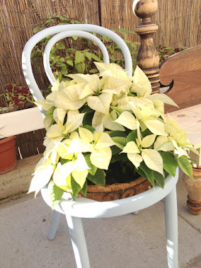Nana loves Poinsettia's and her Thonet Chair Planter!