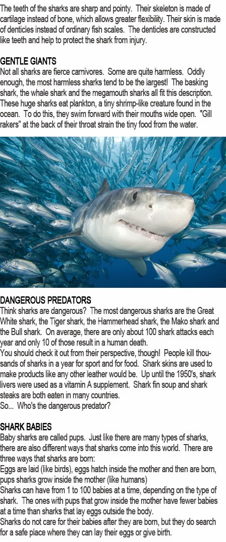 Shark information for kids