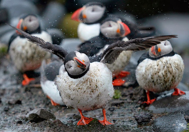 Observando a las aves en los acantilados de Latrabjarg, Islandia