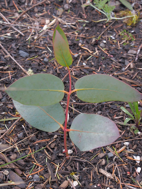 Denver Landscape Plants Emerald N Gold Euonymus