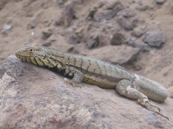 Lagartijas del Departamento de Lima Microlophus+peruvianus