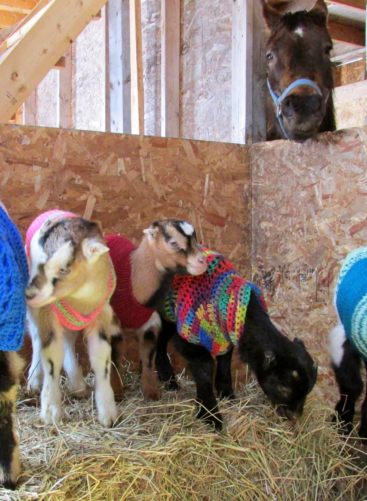 Lally Broch Farm A Maine Family Homestead Coats My Goats