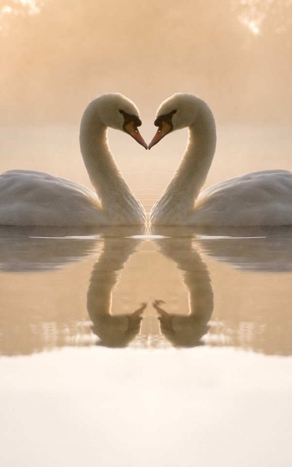 Two Swans Heart Shape  Galaxy Note HD Wallpaper