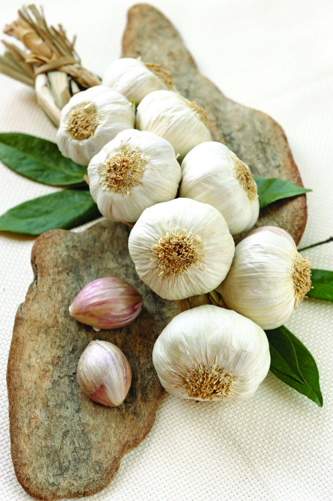  Doc's Fitness Tip's, With Tit's Garlic A Day Keeps The Vampires Away