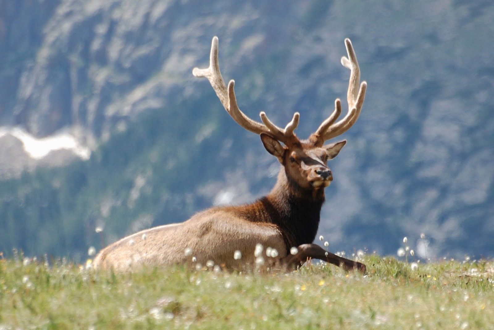 Elk Buck