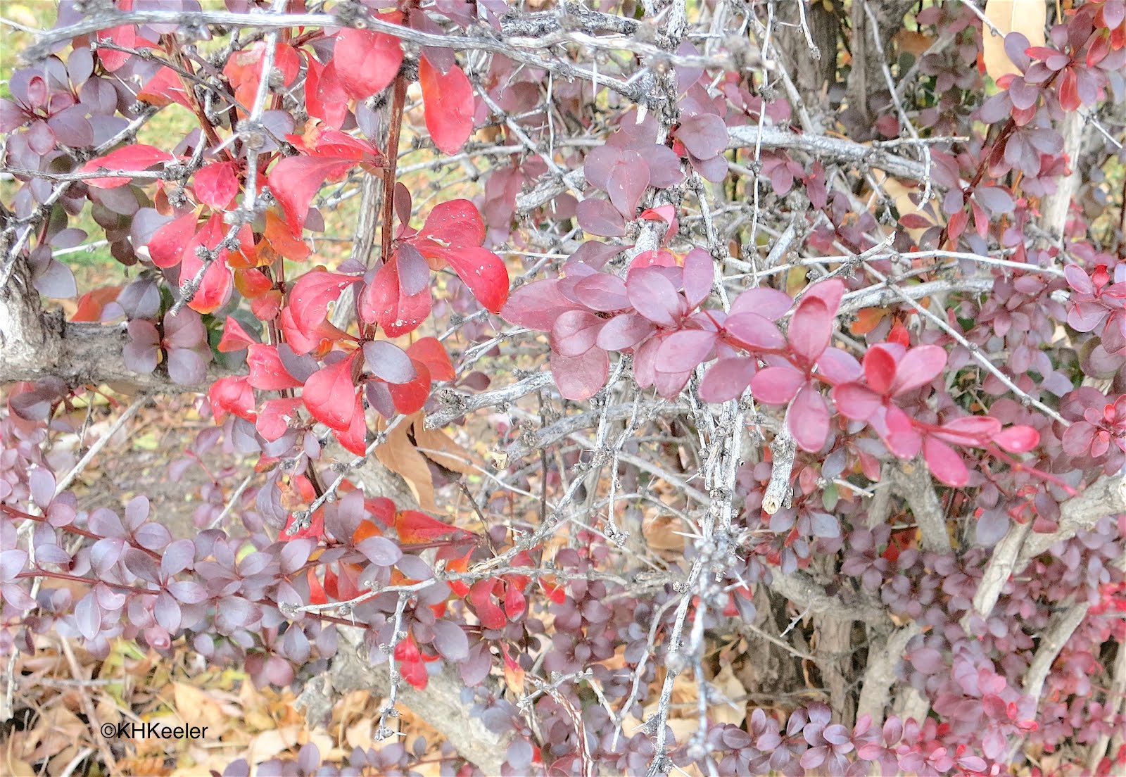 Rose Glow Barberry Shrubs Garden Shrubs Garden Landscaping