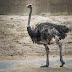 Zoo staff killed ostrich and blame the horse 