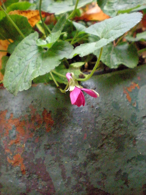 Future Plants By Randy Stewart Pittosporum