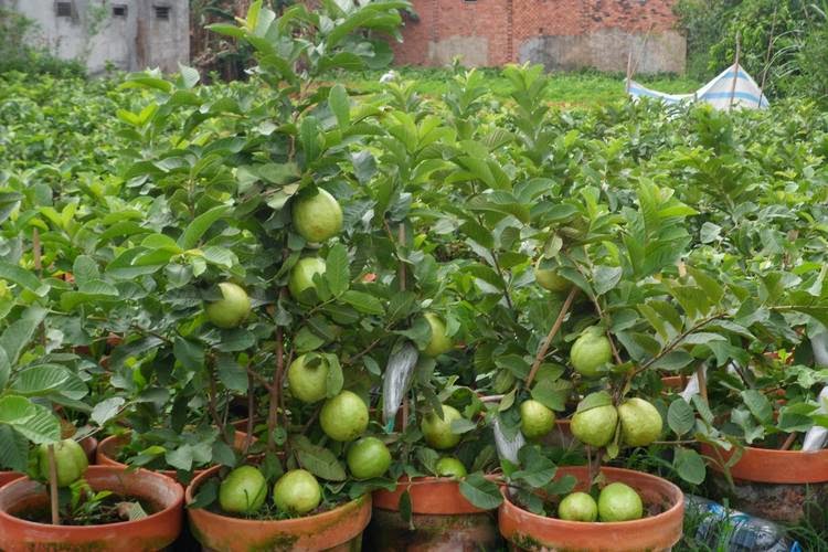 Thiết kế thi công sân vườn, thiết kế vườn cây ăn trái.LH : 09133.42211 - 21