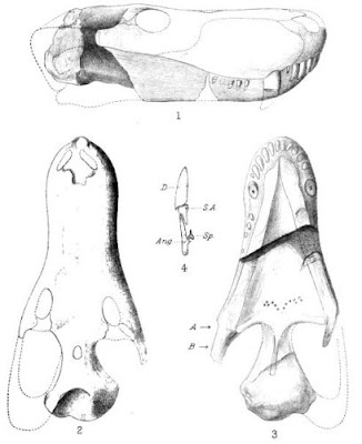 Glanosuchus skull