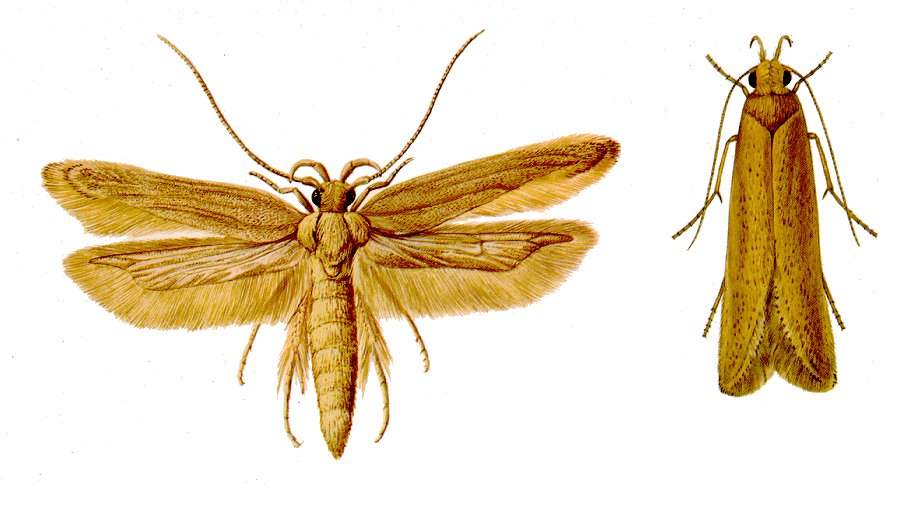 agriculture stored grains pests photoes angoumois grain moths