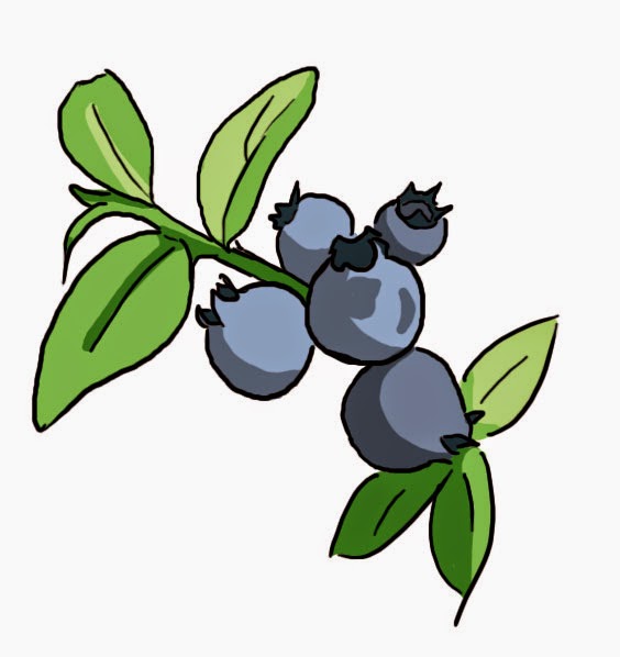 blueberry.jpg