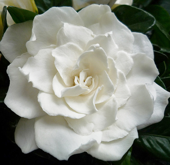 Gardenia Flower Art