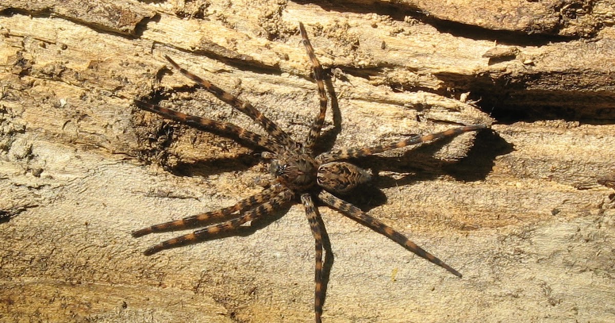 ifthethunderdontgetya whos afraid of west virginia wolf spider spiders in wv