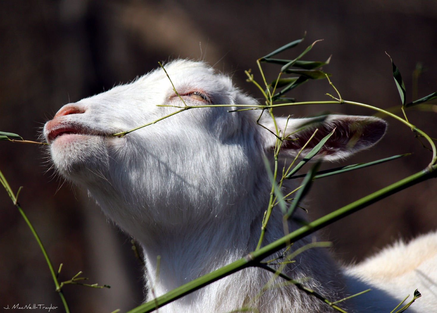The Mare's Tales Gypsy Mare Studios Maryland Zoo