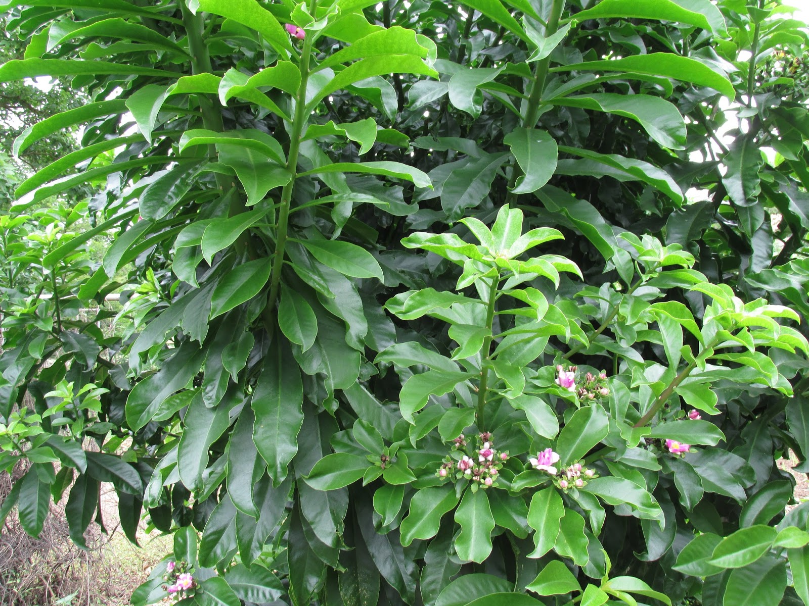 Ora Pro Nobis Todos Os Tipos