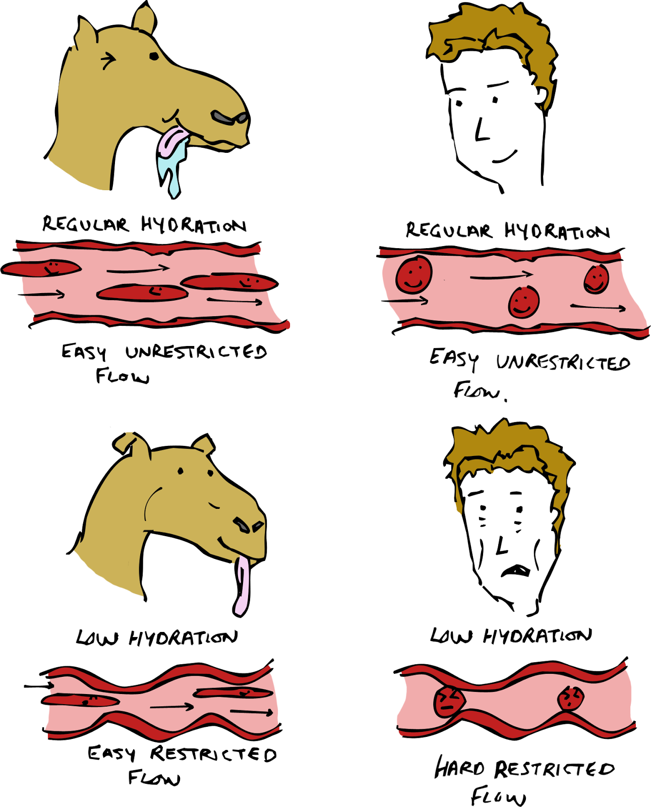 Sketchy Science: A Horse by Committee: Why Camels are ...